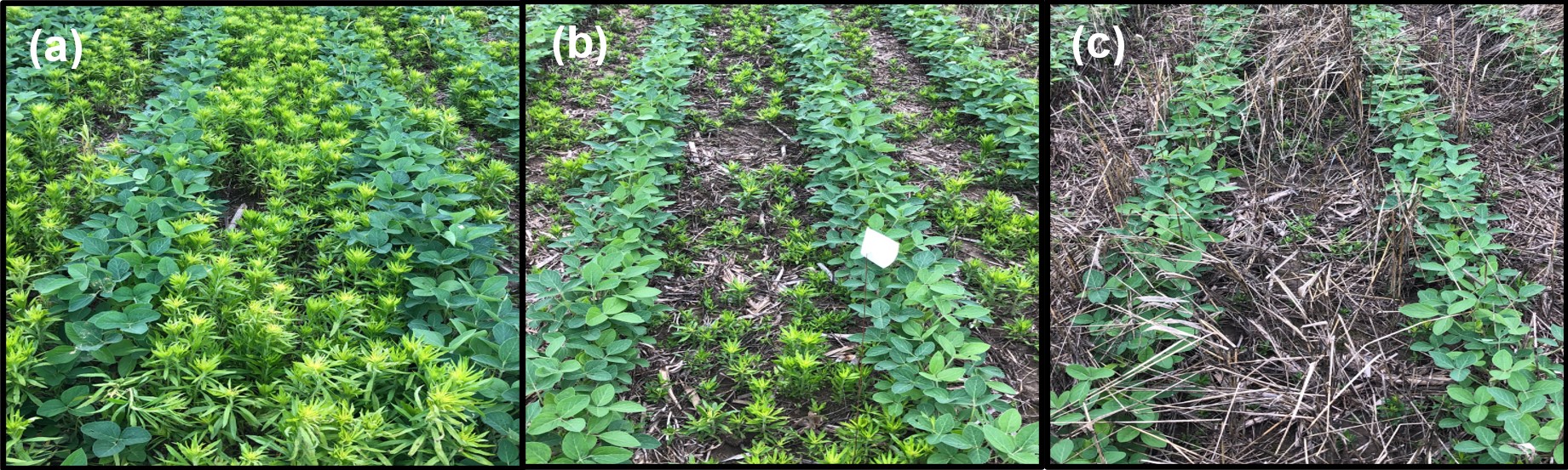 Soybean plots with horseweed growing between the rows.